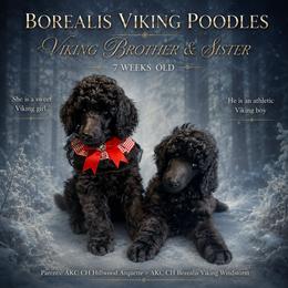 Red - Black female Poodle puppy in Louisville, Kentucky from Borealis Poodles