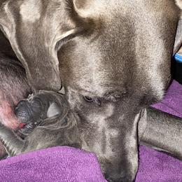 Great Dane Puppies from South Fort Blue Danes