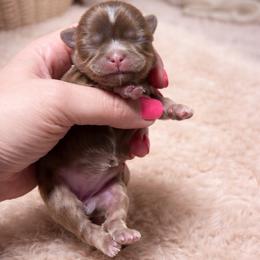 Kallista Kouture - Liver and white female Shih Tzu puppy in Trinity, North Carolina from Trinity Shih Tzu
