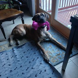 Great Dane All Grown Up from Port Bay Danes