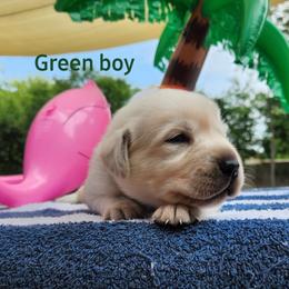 Labrador Retriever Puppies from Texas Finest English Labradors