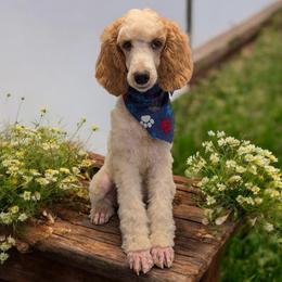 Ares - Parti male Poodle puppy in Magnolia, Texas from Celestial Jewels Poodles