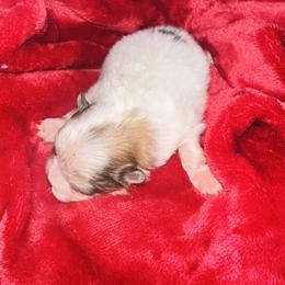 Lucy - Orange parti female Pomeranian puppy in Waterloo, Indiana from Garcias Pomeranian