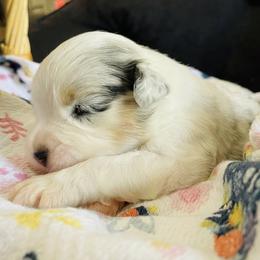 Bailey - Blue merle female Australian Shepherd puppy in Celina, Tennessee from CumberlandRidge Australian Shepherds
