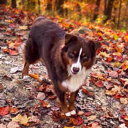 Shady - Australian Shepherd