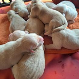 Golden Retriever Puppies from NORTHERN LIGHTS GOLDENS