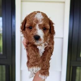 Justice - female Cavapoochon puppy in Morris, Pennsylvania from Heartland Puppies