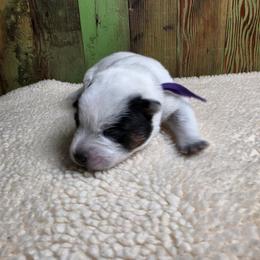 Purple Collar Female - Blue female Australian Cattle Dog puppy in Riverton, Utah from Rundown Ranch Cattle Dogs