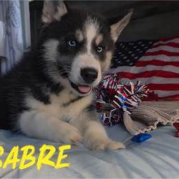 Sabre - Black and white female Siberian Husky puppy in Spring Hill, Florida from Whitmore Wolfpack LLC