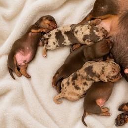 Chocolate boy 1 - Chocolate and tan male Dachshund puppy in Madison, Wisconsin from SK Miniature   Dachshunds