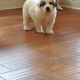 Great Pyrenees Puppies from Gulf Coast Pyrenees
