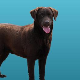 Twinkle - Chocolate female Labrador Retriever puppy in Morriston, Florida from Penny Lane Labradors