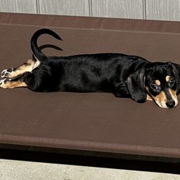 Dachshund Puppies from Empire's Dachshunds