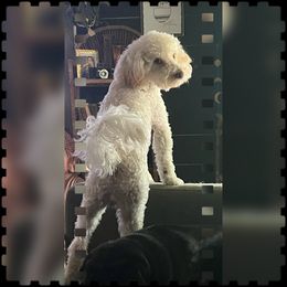 "dad Noodle" Poodle Puppies from Willow Lake Mini Pups