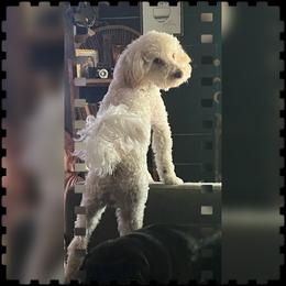 "dad Noodle" Poodle Puppies from Willow Lake Mini Pups
