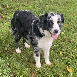 Raya - Australian Shepherd