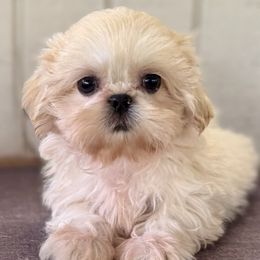 Mango - Gold female Shih Tzu puppy in Mountain View, Hawaii from Krazy Island Shih Tzu