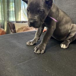 Cane Corso Puppies from Gaxx Corsos