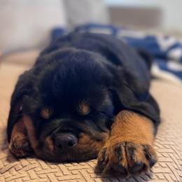 Teal boy - Black and mahogany male Rottweiler puppy in Lake City, Florida from Haus Der Wut Kennels
