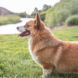 Maverik - Pembroke Welsh Corgi