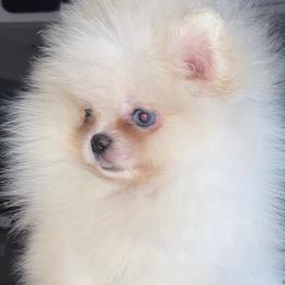 Pomeranian Puppies from Uniquepombabies