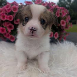 Akon - Sable and white male American Corgi puppy in Garrett, Indiana from Chloe's Colorful Corgis