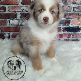 Ginger - Red merle Australian Shepherd puppy in Fultonville, New York from Sandy Aussies & Pomeranians