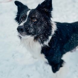 Border Collie Puppies from Harmonie 21 Border Collies