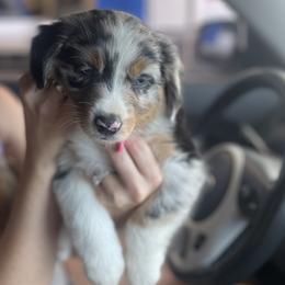 Miniature Australian Shepherd Puppies from SOCAL AUSSIES