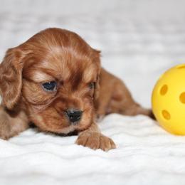 Girl 1 - Ruby female Cavalier King Charles Spaniel puppy in Fredericksburg, Ohio from Timshell Farm Specialty Crossbreed Puppies