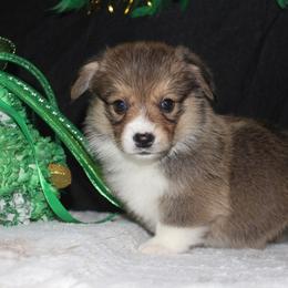 Victory - Sable female Pembroke Welsh Corgi puppy in Washington from Castle View Royal Rumps