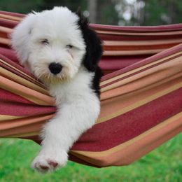 Old English Sheepdog Puppies from Royal Crown Kennel