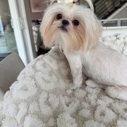 Gucci - White male Shih Tzu puppy in Kent, Washington from Exclusively Shih Tzu's LLC