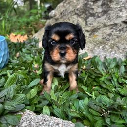 Mr. Henry H Arnold - Black and tan male Cavalier King Charles Spaniel puppy in Choctaw, Oklahoma from Dandelions and Kings