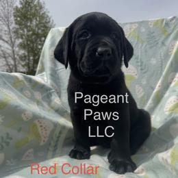 Red Collar - Black female Labrador Retriever puppy in Edgewood, New Mexico from Pageant Paws LLC