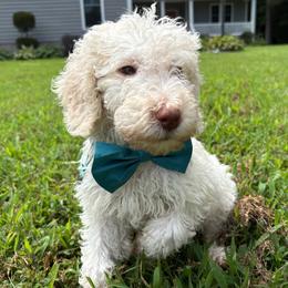 Macbeth - Cream male Labradoodle puppy in Camden, North Carolina from Oopsie Doodles of NC