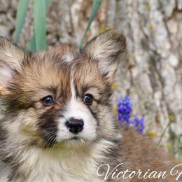 Frankie - Sable female Pembroke Welsh Corgi puppy in East Canton, Ohio from Victorian Farms