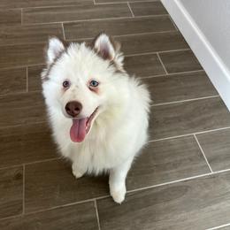 Pomsky and Siberian Husky Puppies from Whitmore Wolfpack LLC