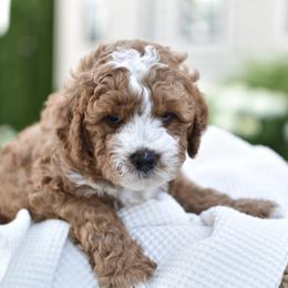 Charlie - Red  male Goldendoodle puppy in Berlin, Ohio from Doodle Babys