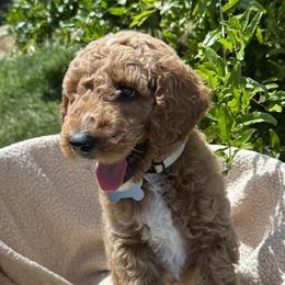 Brown Collar - Bangkok (Bo), (Thailand) - Apricot male Goldendoodle puppy in West Sacramento, California from Pomegranate Doodles