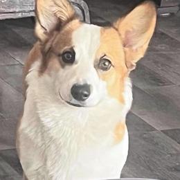 Missy - Red female Pembroke Welsh Corgi puppy in Belle Fourche, South Dakota from BellamyHills Corgis