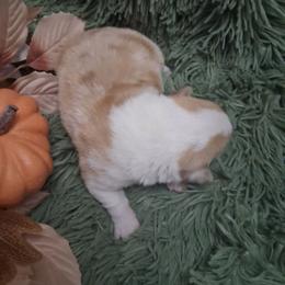 Matilda - Red female Pembroke Welsh Corgi puppy in Gaffney, South Carolina from Battlefield Kennels