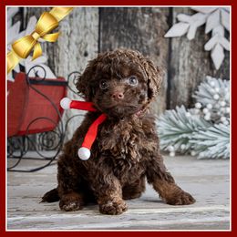 Cinnamon - Brown and tan female Cockapoo puppy in Connersville, Indiana from Deaz Doodle Ranch