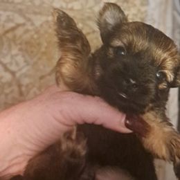 Yorkshire Terriers from Puppies