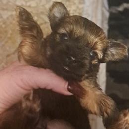 Yorkshire Terriers from Puppies