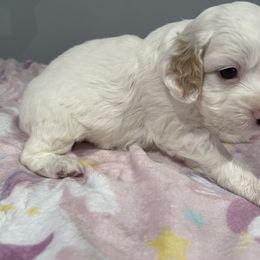 Cockapoo and Pomeranian Puppies from Luna Kennel
