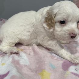 Cockapoo and Pomeranian Puppies from Luna Kennel