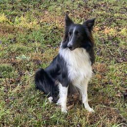 Evie - Old Time Scotch Collie