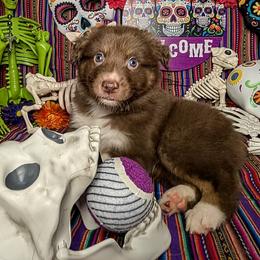 Australian Shepherd Puppies from Firelight Australian Shepherds