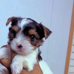 Fetty - Parti male Yorkshire Terrier puppy in Louisburg, North Carolina from Nell’s Adorable Yorkshire’s